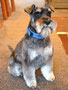 Doughal (Miniature Schnauzer)