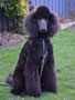 Pinot (Standard Poodle)