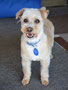 Lizzy (Westie,Poodle Cross)