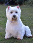 Minty (West Highland White Terrier)
