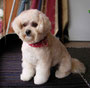 Ruby (Bichon,Maltese,poodle Cross)