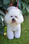 Lupin (Bichon Frise)