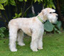 Haper (Soft Coated Wheaton Terrier)