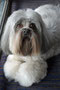 Indy (Lhasa Apso)