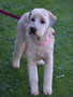 Bassy (Soft Coated Wheaton Terrier)