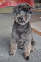 Gertie (Miniature Schnauzer)