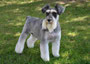 Charlie (Miniature Schnauzer)