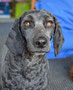 Snoopy (Spoodle)