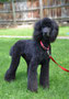 Sophie (Standard Poodle)