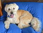 Jack (Soft Coated Wheaton Terrier)