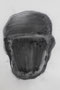 Head , 2021, A1