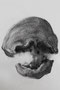 Head , 2021, A1