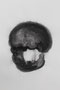 Head , 2021, A1