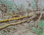 Tempête Ciarán 2, 2025, huike sur toile, 24 cm x 30 cm