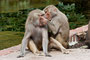 Einer der beliebtesten Zoos Deutschlands durch die TV-Serie Elefant, Tiger & Co
