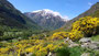 Du Puymorens, vallée fleurie par le Genêt oroméditerranéen