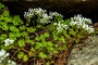 Le saxifrage faux-géranium