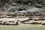 Mexico. Bootstour durch den grandiosen Sumidero-Canyon im Bundestaat Chiapas. Hier im Nationalpark leben viele verschiedene Vogelarten und auch Alligatoren.