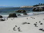 Südafrika. Fahrt zur Kap-Halbinsel. Am Strand von Boulders Beach lebt eine Kolonie von Brillenpinguinen.