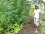 Papua Neuguinea. Provinz Eastern Highlands. Das Dorf Asoro. Im Bergland gedeihen auch besonders schöne Cannabispflanzen. Sie dienen hier vor allem als natürliches Heilmittel.