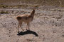 Bolivien. Fahrt ins Hochland. Lamas findet man in Höhen bis etwa 4.000 m.