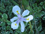 Südafrika. Einheimische Flora.