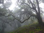 Madeira. Chão da Ribeira. Im geheimnisvollen Lorbeerwald.