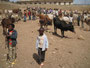 Expedition Danakil-Wüste. Die Stadt Harar. Auf dem Viehmarkt.