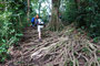 Karibikinsel Dominica. Durch dichte Tropenwälder und über gewaltige Felsvorsprünge führt die Wanderung zu den Middelham Falls. Für die 6 km muss man etwa 3 Stunden Gehzeit einplanen. 