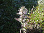Grönland. Arktische Flora.