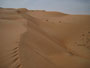 Oman. In der Sandwüste Wahiba Sands. Die feinsandigen Dünen der Wahiba Sands reichen von der Grenze zu Saudi-Arabien bis an den Indischen Ozean.