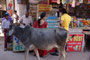 Indien. Die Kleinstadt Osian.