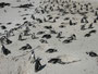 Südafrika. Fahrt zur Kap-Halbinsel. Am Strand von Boulders Beach lebt eine Kolonie von Brillenpinguinen.