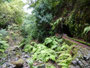 Madeira. Wanderung entlang der Levada da Janela.