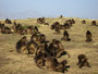 Äthiopien. Der Norden. Der Simien-Nationalpark. Nur hier findet man noch die vom Aussterben bedrohten Blutbrustpaviane - Die Geladas. Heute stehen sie unter strengem Schutz.