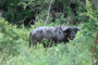 Südafrika. Spannende Pirschfahrt im Krüger Nationalpark.