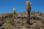 Bolivien. Im Südwesten Boliviens, auf mehr als 3600 Metern Höhe, liegt der Salar de Uyuni, der größte Salzsee unserer Erde. Inmitten dieses weißen Meeres erhebt sich wie eine Fata Morgana die Insel Incahuasi mit ihren riesigen Kakteen.