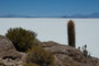 Bolivien. Im Südwesten Boliviens, auf mehr als 3600 Metern Höhe, liegt der Salar de Uyuni, der größte Salzsee unserer Erde. Inmitten dieses weißen Meeres erhebt sich wie eine Fata Morgana die Insel Incahuasi mit ihren riesigen Kakteen.
