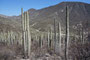 Mexico. In der Umgebung von Zapotitlán Salinas findet man diese phantastische Landschaft mit meterhohen Säulenkakteen.