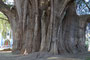 Mexico. In der Stadt Tule steht diese gewaltige Sumpfzypresse. Der "Tule-Baum" ist etwa 2000 Jahre alt und hat bis heute einen unglaublichen Stammumfang von etwa 36 m erreicht.