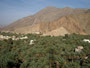 Oman. Die Oase Birkat al Mawz. 