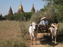 Myanmar. Bagan ist das weitläufigste buddhistische Ruinenfeld der Erde und eine der großartigsten Sehenswürdigkeiten Südostasiens. Mehr als 2.000 Tempel wurden hier über viele Jahrhunderte errichtet. 