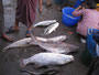 Myanmar. Die Stadt Sittwe. Marktbesuch.