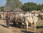 Myanmar. Fahrt nach Pindaya. Marktbesuch.