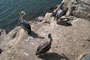 Chile. Im Hafen von Arica warten viele Besucher auf die einlaufenden Fangschiffe.