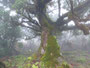 Madeira. Chão da Ribeira. Im geheimnisvollen Lorbeerwald.