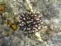 Papua Neuguinea. Provinz East New Britain. Die Bismarck See ist eines der besten Tauch- und Schnorchelreviere weltweit.