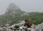 Südtirol. Dolomiten. Der Rosengarten. Murmeltiere sind unsere ständigen Begleiter.