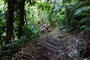 Karibikinsel Dominica. Durch dichte Tropenwälder und über gewaltige Felsvorsprünge führt die Wanderung zu den Middelham Falls. Für die 6 km muss man etwa 3 Stunden Gehzeit einplanen. 
