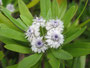 Madeira. Die Blumeninsel.